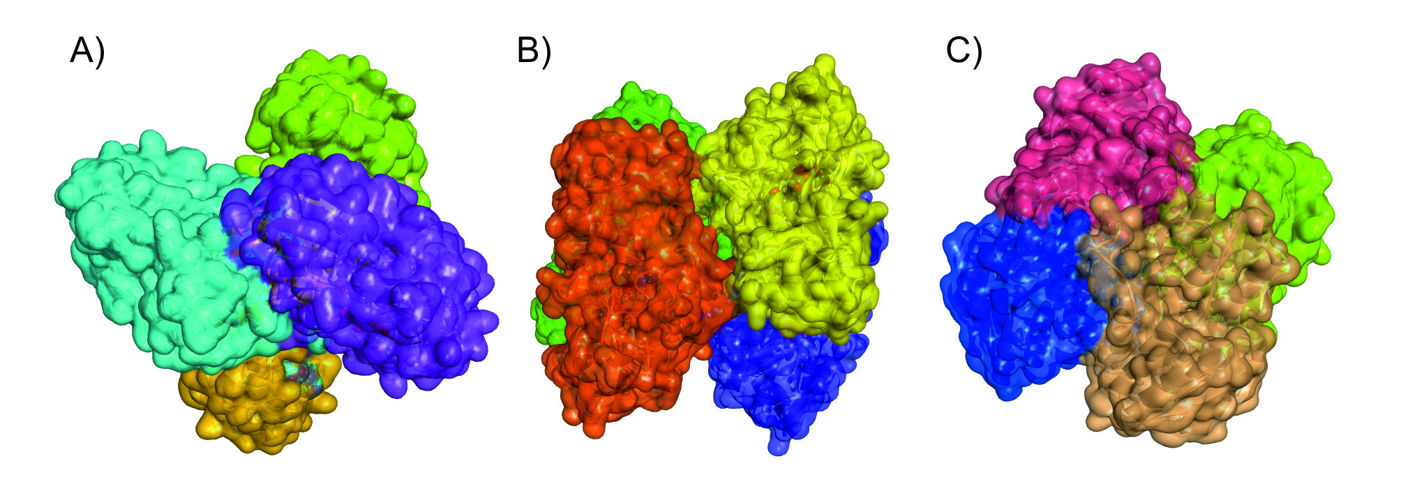 Różne przykłady białek multimerycznych